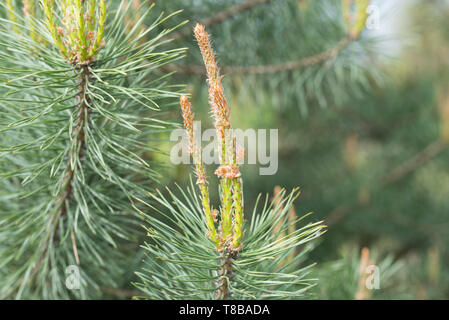 Frühling Sprossen auf der Pine Tree Stockfoto