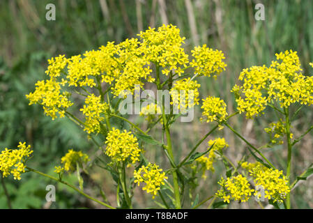 Bunias orientalis, Türkische wartycabbage, [warty-Kohl, hill Senf, oder Türkische Rakete gelb Blumen an einem sonnigen Tag Stockfoto