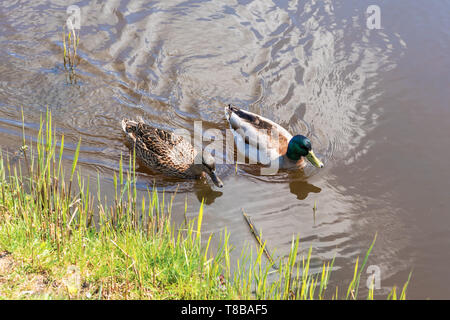 Männliche und weibliche Stockente schwimmen auf einem Teich auf der Suche nach Essen Stockfoto