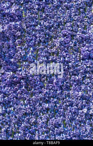 Blau und lila Hyazinthen Blumen als natürlichen Hintergrund oder Textur Stockfoto