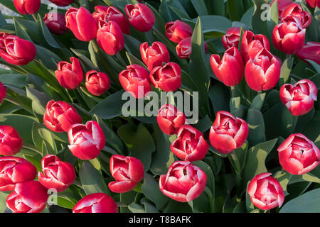 Schöne rote Tulpen, Ansicht von oben Stockfoto