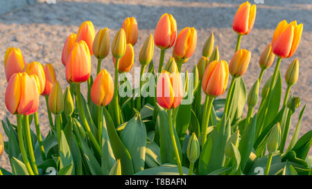 Rot-gelbe Tulpen bei Sonnenuntergang. Stockfoto