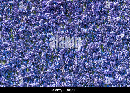 Blau und lila Hyazinthen Blumen als natürlichen Hintergrund oder Textur Stockfoto