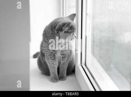 Süße Britisch Kurzhaar Katze auf Fensterbank zu Hause Stockfoto