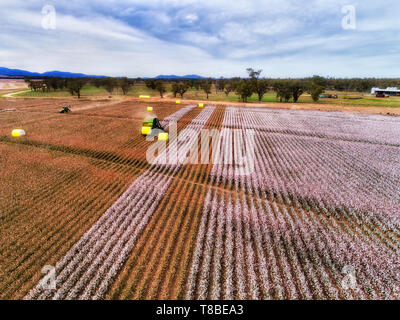 Cotton Field mit blühenden weißen Feldern geerntet, indem der Traktor Mähdrescher und gedrückt in Rollen vom Bauernhof Feld in der landwirtschaftlichen Region zu transportieren Stockfoto