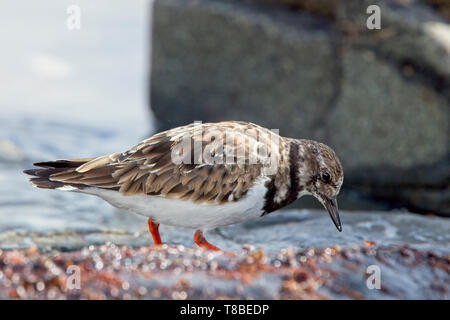 Ruddy Turnstone (Arenaria interpres), Gefieder, Fütterung auf Felsen, Penzance, Cornwall, UK. Stockfoto