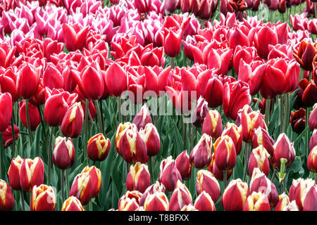 Gemischte Tulpen Blumenbeete bunten Frühling Red Tulpen Garten Blumen Stockfoto