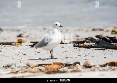 Ein hartlaub Möwe am Strand im südlichen Afrika Stockfoto