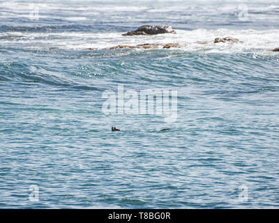 Ein Cape Clawless Otter schwimmen im Südlichen Afrika Stockfoto