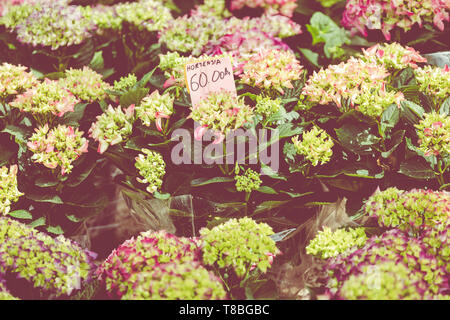 Blumen für den Verkauf an eine kroatische Blumenmarkt. Stockfoto