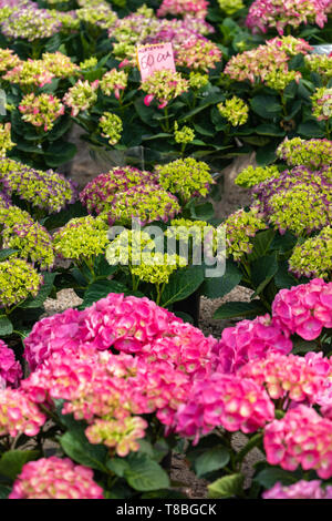 Blumen für den Verkauf an eine kroatische Blumenmarkt. Stockfoto