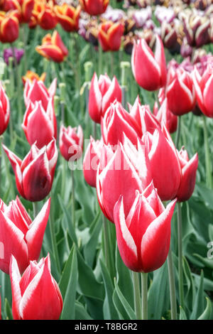 Schöne Farben Kombination von roten Tulpen im Bett Stockfoto