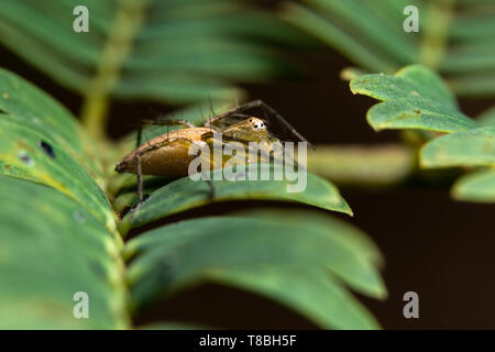 Makro Spinne auf die Blätter Stockfoto