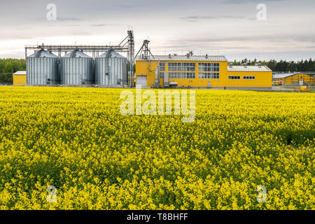 Bereich der Blume von Raps, Raps Raps in Brassica napus auf agro-Anlage für die Bearbeitung und Silber Silos für die Trocknung Reinigung und Lagerung o Stockfoto