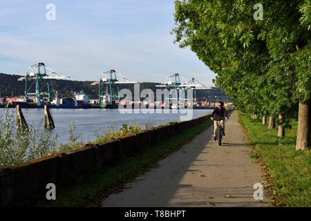 Frankreich, Seine-Maritime, im Regionalen Naturpark der Boucles de la Seine, Hautot-sur-Seine, Radfahrer auf der Veloroute gegenüber dem Grand Port Maritime von Rouen Stockfoto