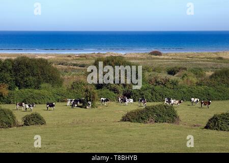 Frankreich, Calvados, Ver-sur-Mer, Kuhherde auf der Rückseite von Gold Beach Stockfoto