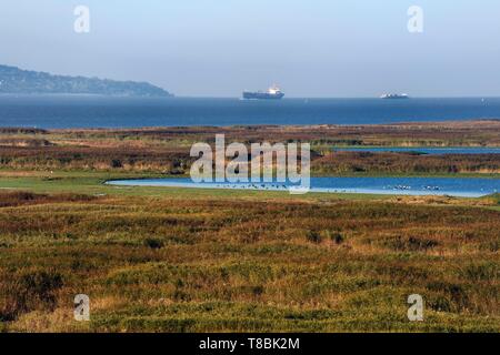 Frankreich, Seine Maritime, Naturpark der Seinemündung, Teich im Herzen der Reed bed Stockfoto