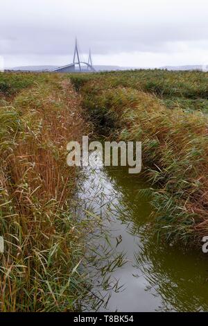 Frankreich, Seine Maritime, Naturpark der Seinemündung und Brücke der Normandie, Discovery Trail in den Reed bed Stockfoto