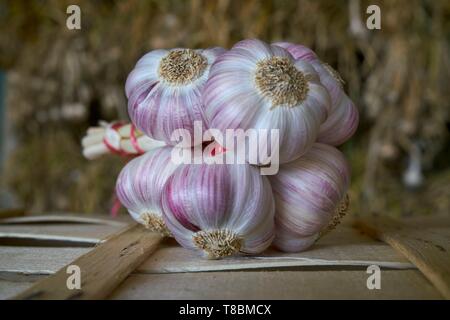 Frankreich, Tarn, Lautrec, Gael Bardou, Hersteller von rosa Knoblauch Lautrec und Präsident der Red Label Verteidigung und Lautrec rosa Knoblauch IGP, Knoblauch Geflecht Stockfoto