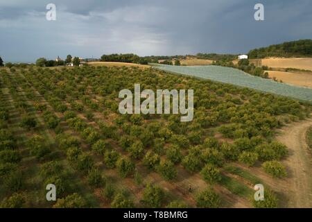 Frankreich, Lot, Belfort de Quercy, Ort La Gaubille, Verines & Freres, Produzent von Agen Pflaumen, Luftaufnahme Stockfoto