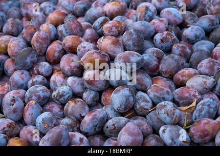Frankreich, Lot, Belfort de Quercy, Ort La Gaubille, Verines & Freres, Produzent von Agen Pflaumen Stockfoto