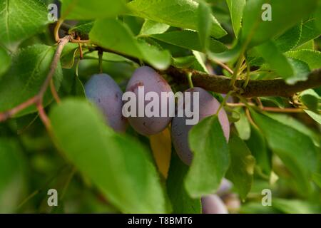 Frankreich, Lot, Belfort de Quercy, Ort La Gaubille, Verines & Freres, Produzent von Agen Pflaumen Stockfoto