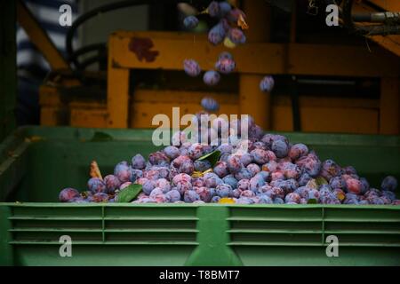 Frankreich, Lot, Belfort de Quercy, Ort La Gaubille, Verines & Freres, Produzent von Agen Pflaumen Stockfoto