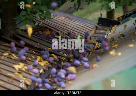 Frankreich, Lot, Belfort de Quercy, Ort La Gaubille, Verines & Freres, Produzent von Agen Pflaumen Stockfoto