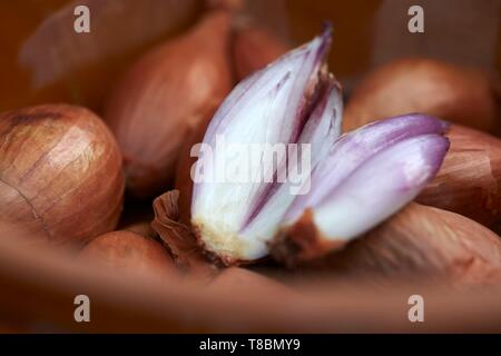 Frankreich, Haute Garonne, Schalotten (Allium cepa aggregatum var) Stockfoto