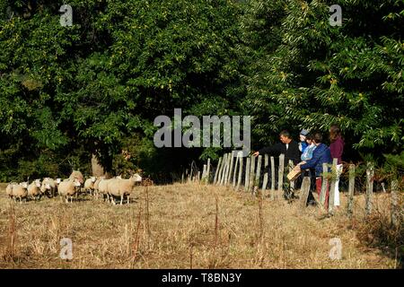 Frankreich, Aveyron, Seyrolles, Chestnut Farm, Chantal und Jean Franþois Clermont, Rezeption mit der Farm und dem Schaf Bauernhof zu besuchen die Kastanie Stockfoto