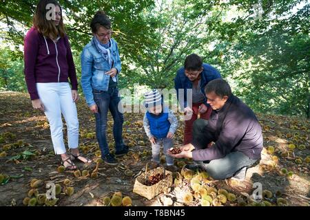 Frankreich, Aveyron, Seyrolles, Chestnut Farm, Chantal und Jean Franþois Clermont, Willkommen auf dem Bauernhof und sammeln Kastanien. Stockfoto