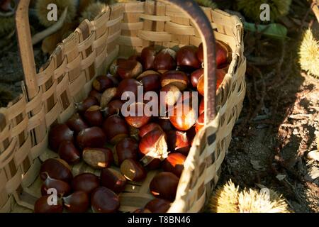 Frankreich, Aveyron, Seyrolles, Chestnut Farm, Chantal und Jean Franþois Clermont, Willkommen auf dem Bauernhof und sammeln Kastanien. Stockfoto