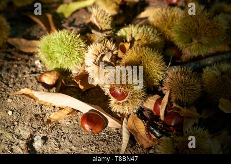 Frankreich, Aveyron, Seyrolles, Chestnut Farm, Chantal und Jean Franþois Clermont, Willkommen auf dem Bauernhof und sammeln Kastanien. Stockfoto