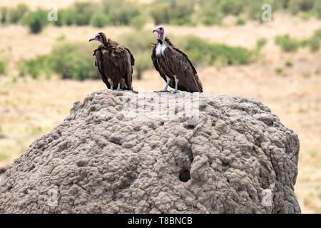 Kenia, Masai Mara Game Reserve, Hooded Vulture (Necrosyrtes monachus), auf einer Termite Hill Stockfoto