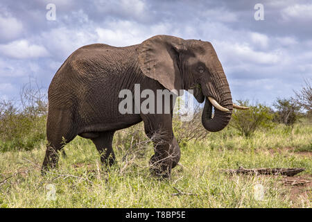 Afrikanischer Elefant (Loxodonta africana) Wandern in der Savanne von Kruger Nationalpark in Südafrika Stockfoto