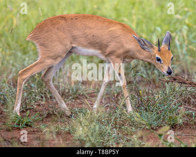 Steinböckchen (Raphicerus campestris) männlich in grüne Savanne von Kruger National Park, Südafrika Stockfoto