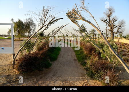 Liebe See bei Al Qudra, See an der Al Qudra Wüste, Dubai, Vereinigte Arabische Emirate Stockfoto