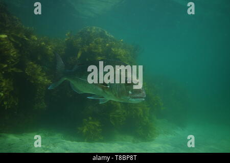 Große Australasian snapper Pagrus auratus Schwimmen in trübem Wasser mit Seetang bedeckt felsigen Riff im Hintergrund. Stockfoto