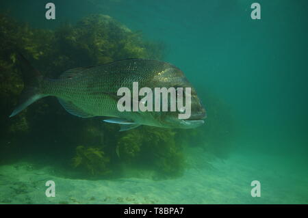 Seite des großen Australasian snapper Pagrus auratus mit Seetang bedeckt felsigen Riff im Hintergrund. Stockfoto