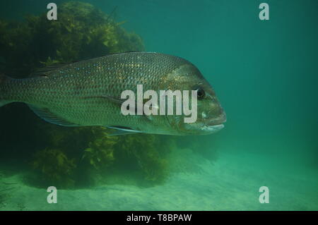 Seite Detail der große Australasian snapper Pagrus auratus mit Seetang bedeckt felsigen Riff im Hintergrund. Stockfoto
