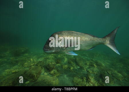Große Australasian snapper Pagrus auratus Schwimmen über dem flachen felsigen Boden. Stockfoto
