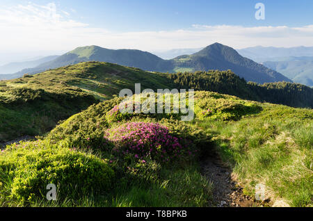 Sommer Landschaft sonnigen Tag. Weg in die Berge. Bush der blühenden Rhododendron. Karpaten, Ukraine, Europa Stockfoto