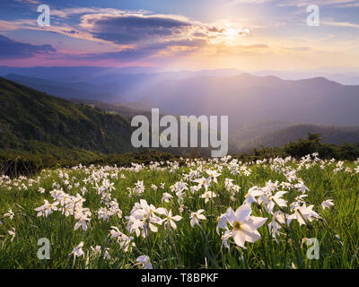 Sommer Landschaft in den Bergen. Glade mit weißen Blüten. Blühenden Narzissen in der Wildnis. Karpaten, Ukraine, Europa Stockfoto