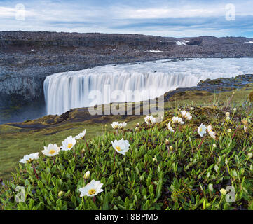 Wasserfall Dettifoss, Island, Europa. Sommer Landschaft mit Fluss und Canyon. Weiße Blüten im Vordergrund. Schönheit in der Natur Stockfoto