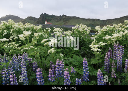 Kirche auf einem Hügel in der VIK-Stadt. Beliebte Touristenattraktion von Island. Glade von Lupine Blumen. Welt der Schönheit Stockfoto