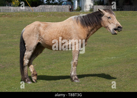 Pony Ponys in New Forest Stockfoto