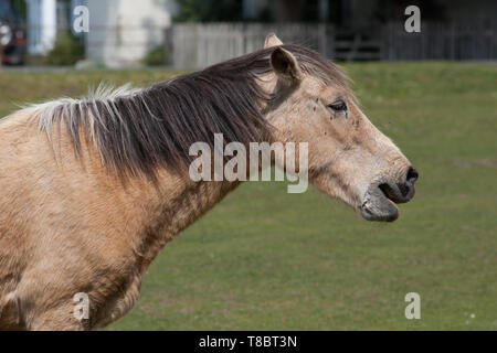 Pony Ponys in New Forest Stockfoto