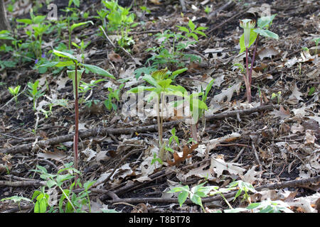 Eine Gruppe von Jack-in-the-Pulpit Wildblumen blühen zusammen in ihrem ursprünglichen Lebensraum Wald Stockfoto