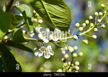 Nahaufnahme der auftauchenden weißen Knospen und Blüten auf einer Kanada red cherry tree im Frühjahr Stockfoto