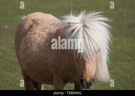 Pony Ponys in New Forest Stockfoto